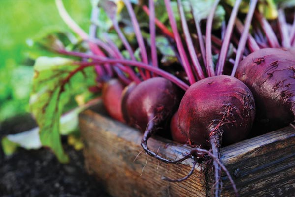 Récolte de betteraves bio aux Jardins de Galilée à Provenchères-et-Colroy