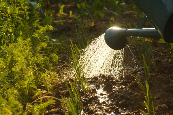 Espaces Verts ESAT Les Tournesols arrosage