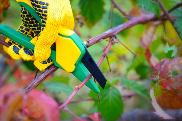 Espaces Verts ESAT Les Tournesols taille d'arbres