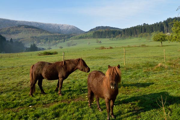 Chevaux à la ferme d'animation de Liepvre