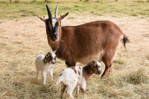 Naissances à la ferme d'animation de Liepvre