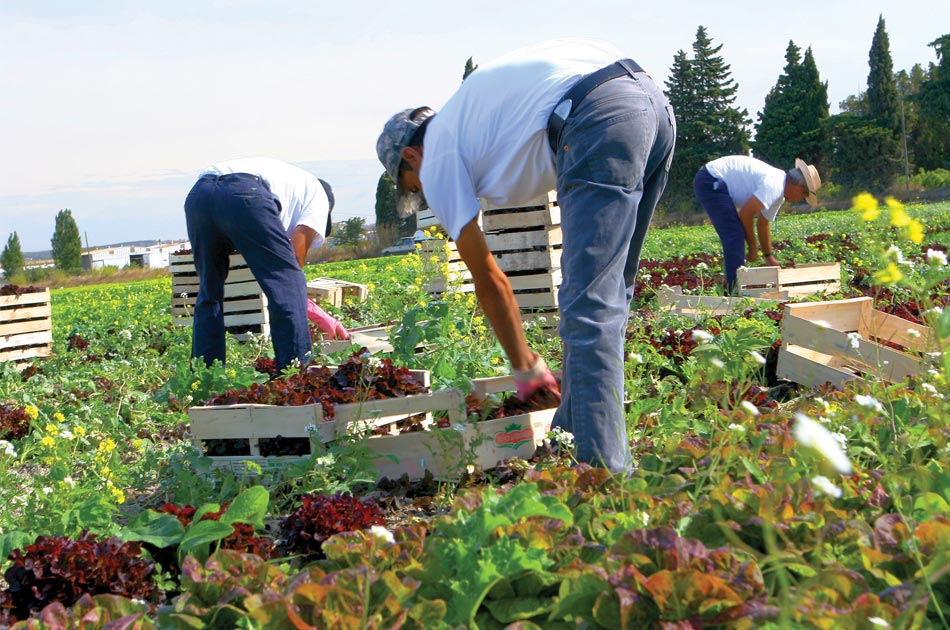 Récolte de fruits et légumes bio à Provenchères-et-Colroy