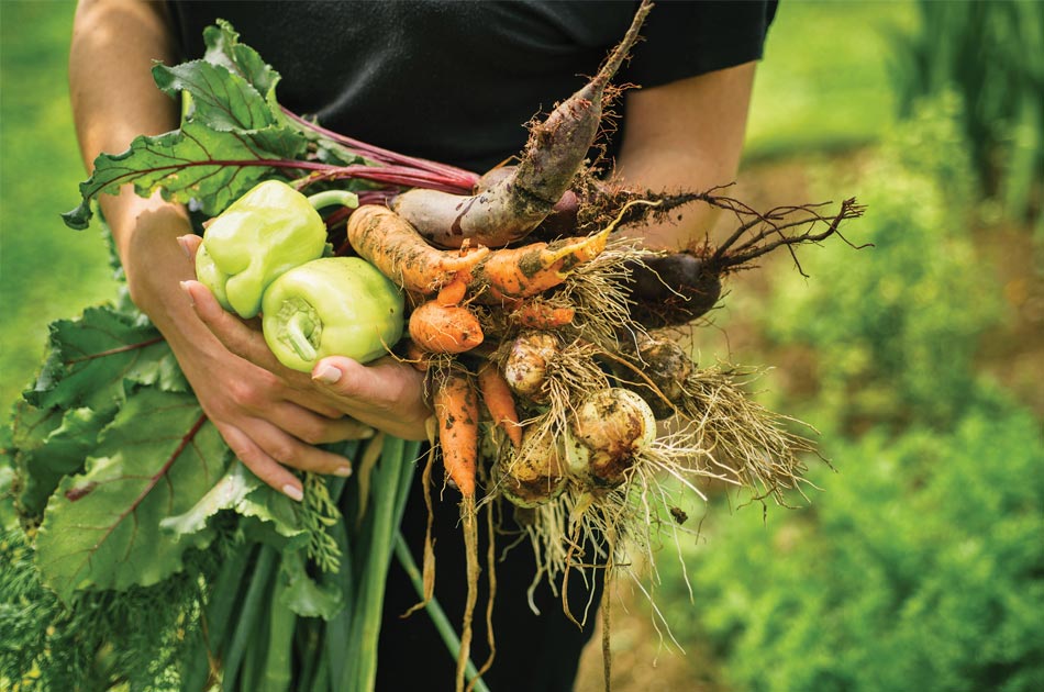 Récolte de légumes bio aux Jardins de Galilée à Provenchères-et-Colroy