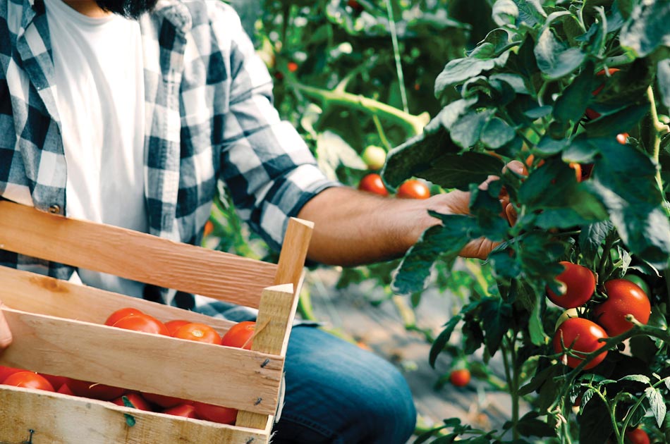 Récolte de tomates bio aux Jardins de Galilée à Provenchères-et-Colroy