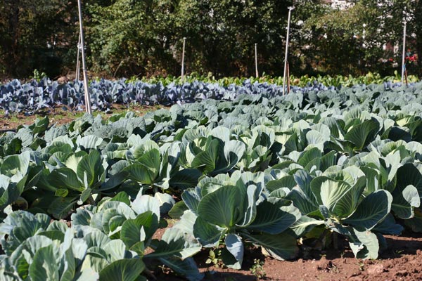 Des choux bio aux Jardins de Galilée à Provenchères-et-Colroy