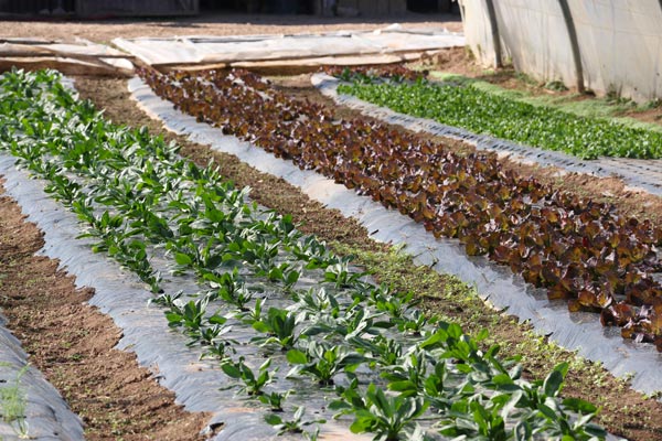 Ca pousse aux Jardins de Galilée à Provenchères-et-Colroy