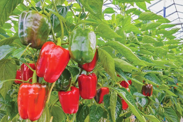 Récolte de poivrons bio aux Jardins de Galilée à Provenchères-et-Colroy