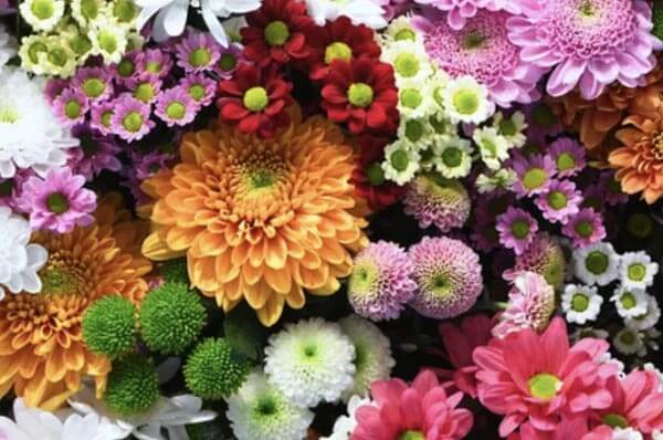 Vente de fleurs bio aux Jardins de Galilée à Provenchères et Colroy